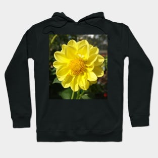 Dahlia - My Sun Hoodie